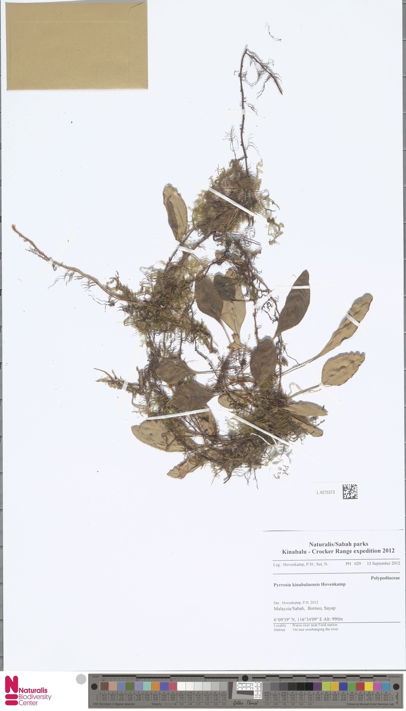 Pyrrosia kinabaluensis photo 2