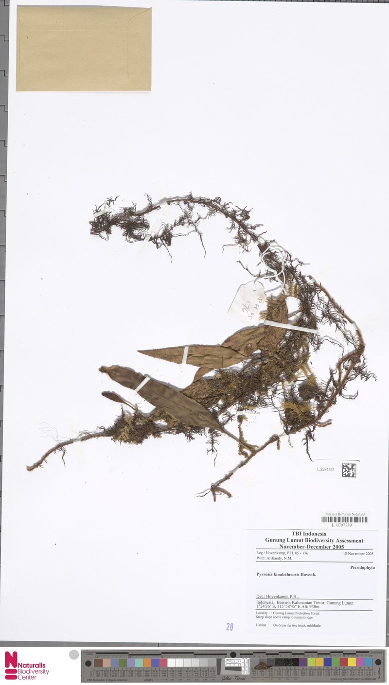 Pyrrosia kinabaluensis photo 3