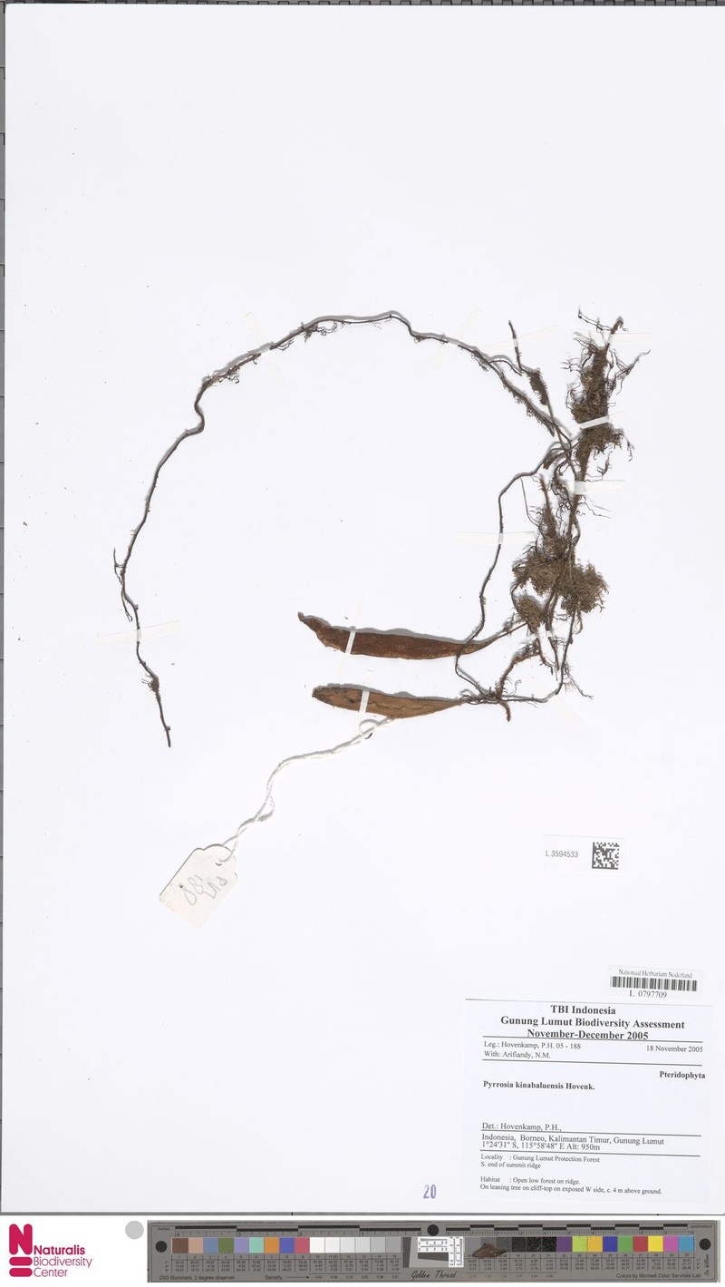 Pyrrosia kinabaluensis photo 4