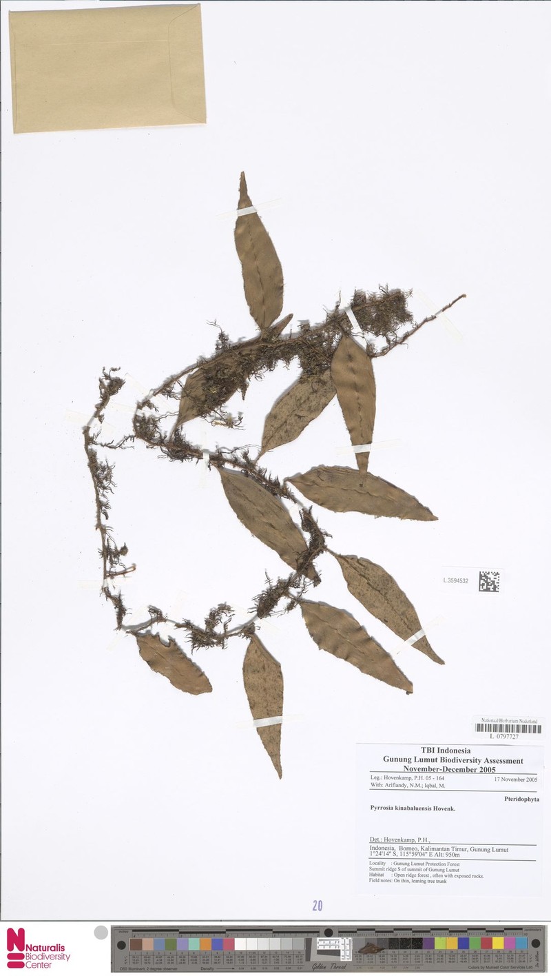 Pyrrosia kinabaluensis photo 5