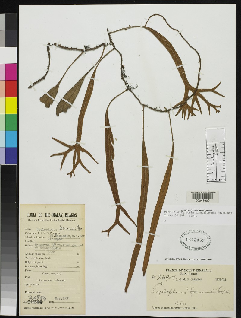 Pyrrosia kinabaluensis