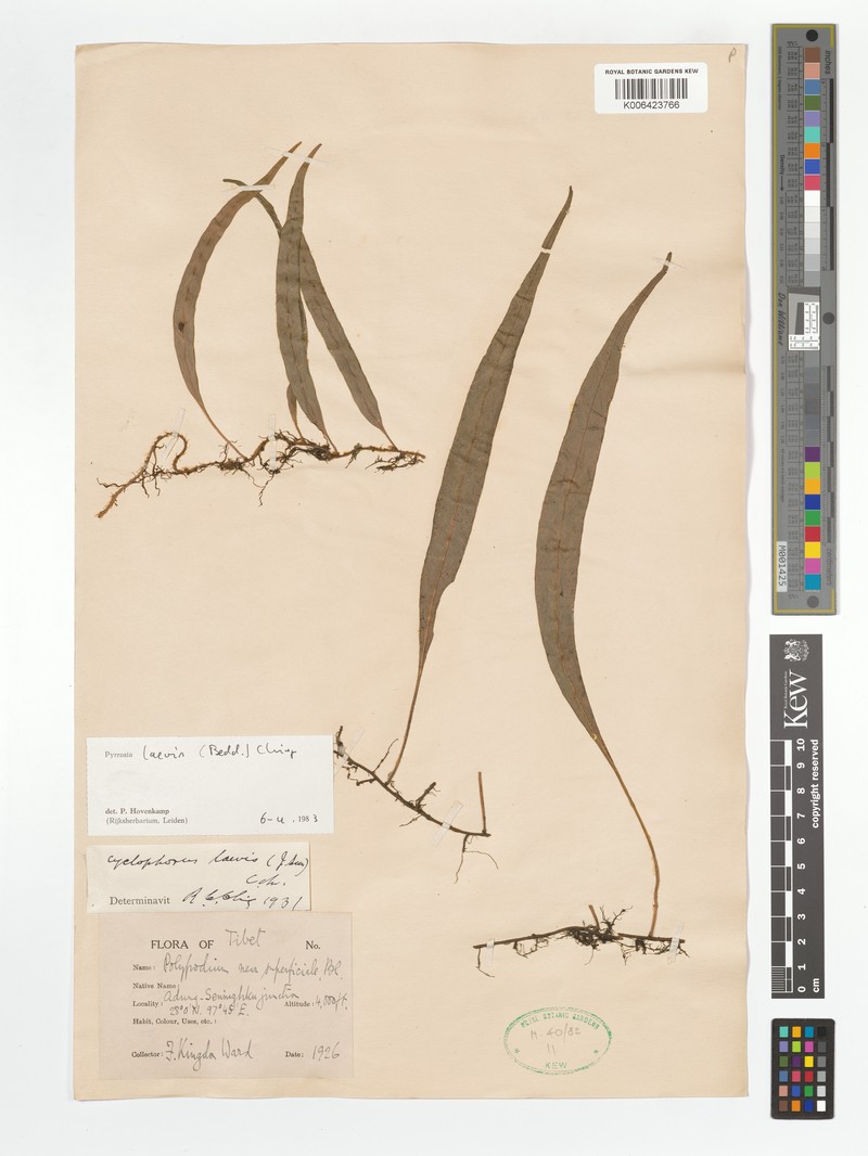 Pyrrosia laevis photo 2