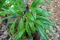 Lanceleaf Tongue Fern
