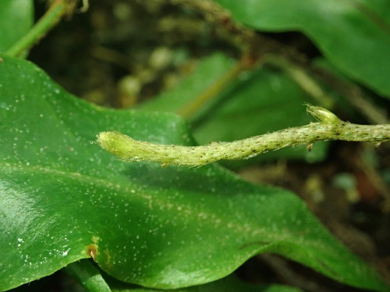 Lanceleaf Tongue Fern photo 2