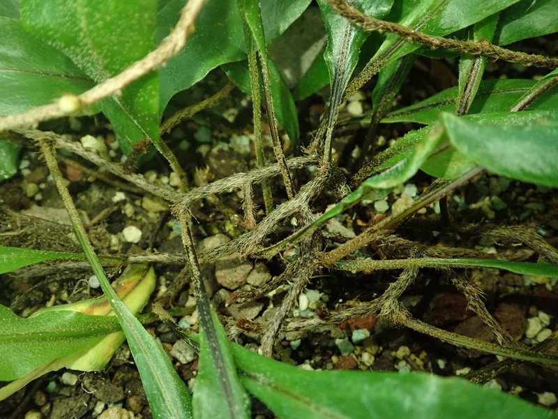 Lanceleaf Tongue Fern photo 3