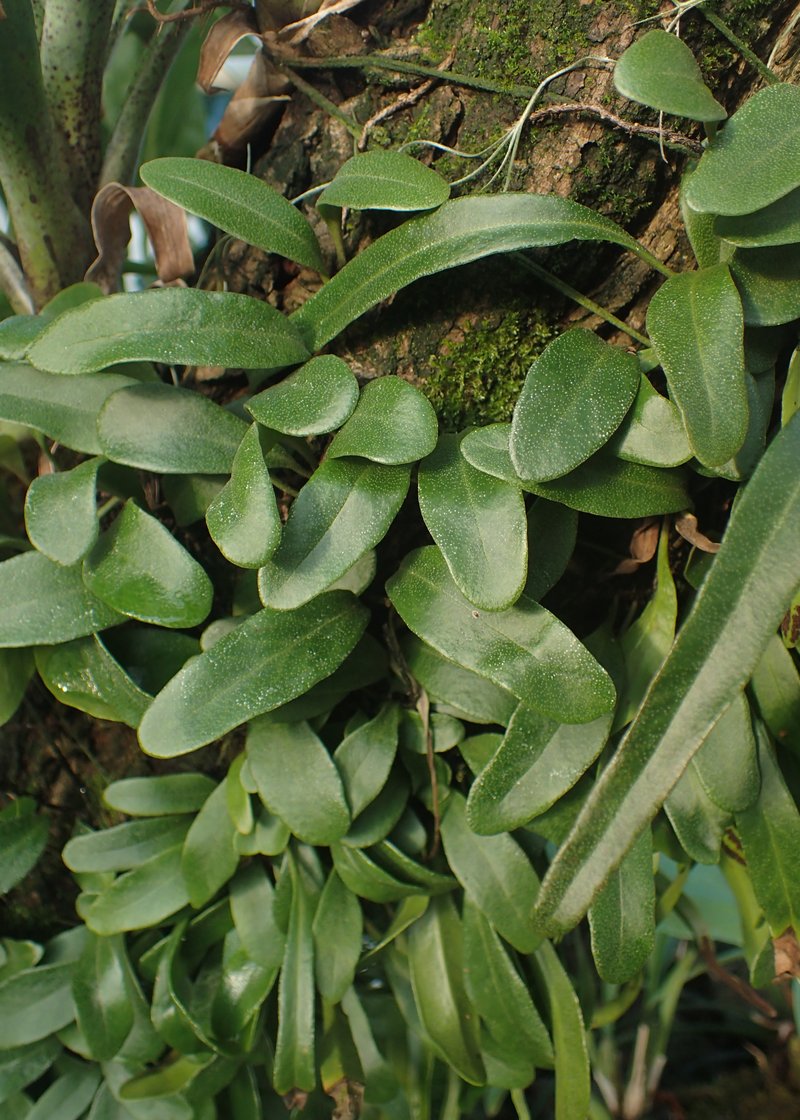 Lanceleaf Tongue Fern photo 4