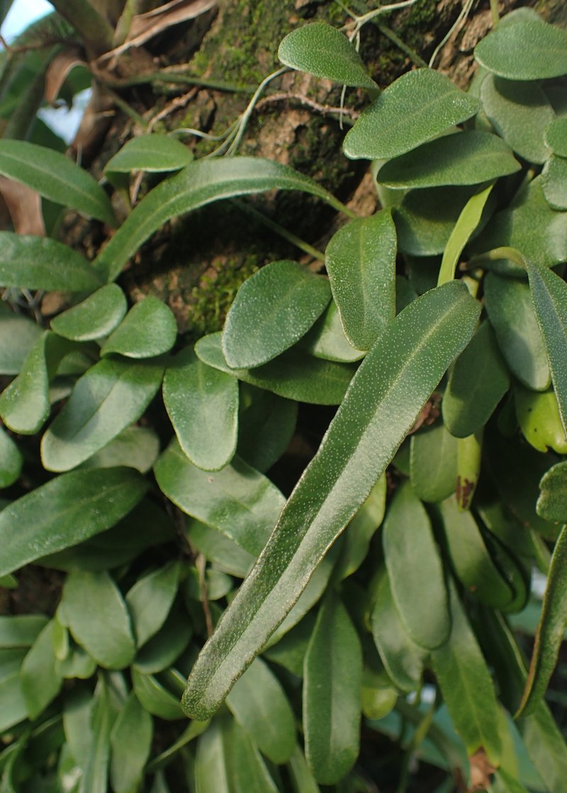 Lanceleaf Tongue Fern photo 5