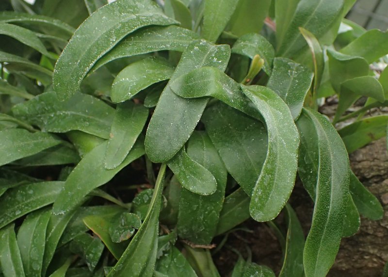 Lanceleaf Tongue Fern photo 6