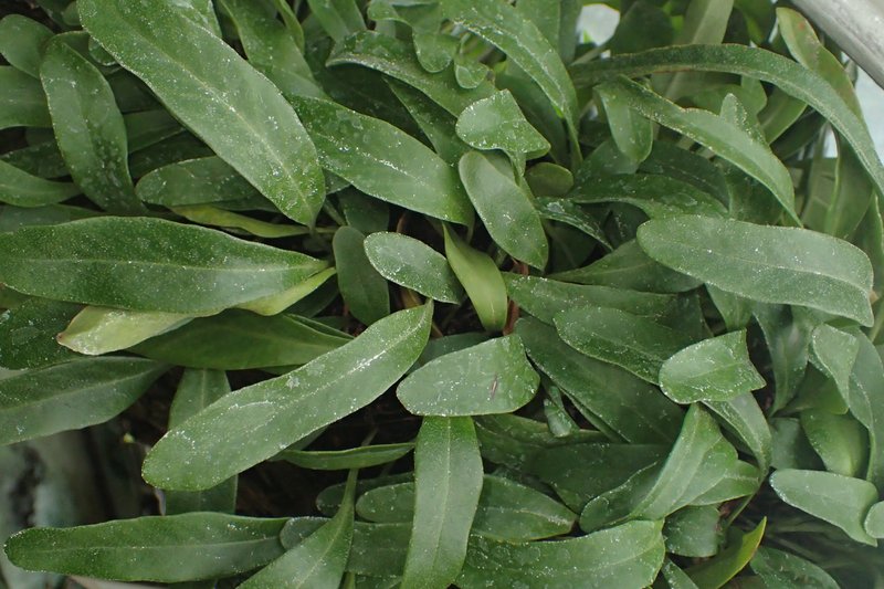 Lanceleaf Tongue Fern photo 7