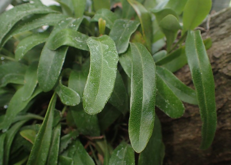 Lanceleaf Tongue Fern photo 8