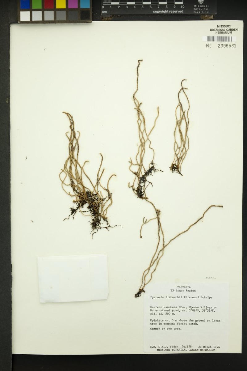 Pyrrosia liebuschii