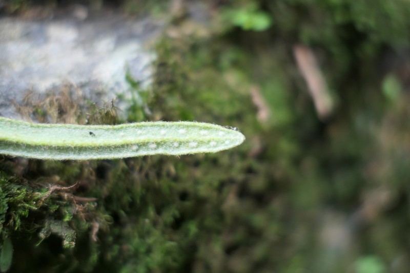 Pyrrosia linearifolia