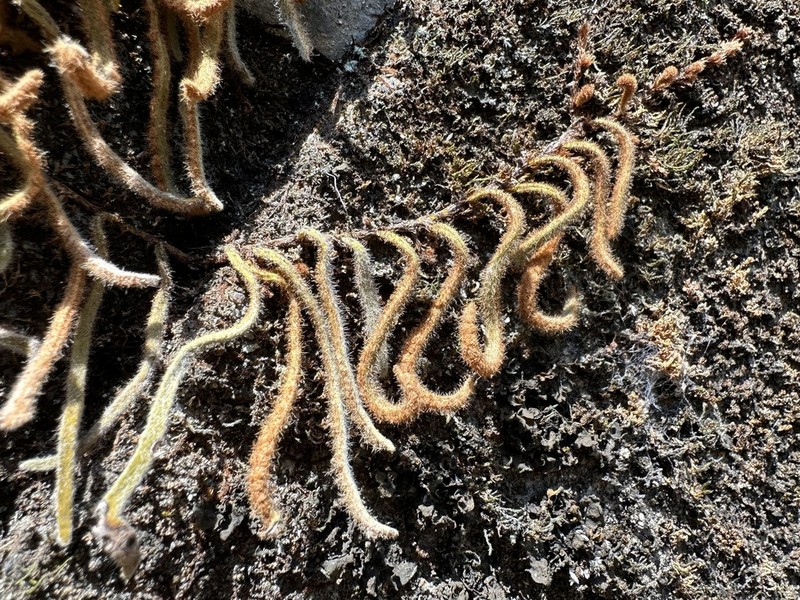 Pyrrosia linearifolia photo 2