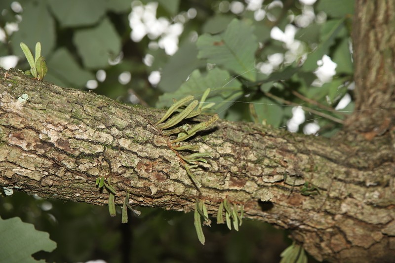 Pyrrosia linearifolia photo 3