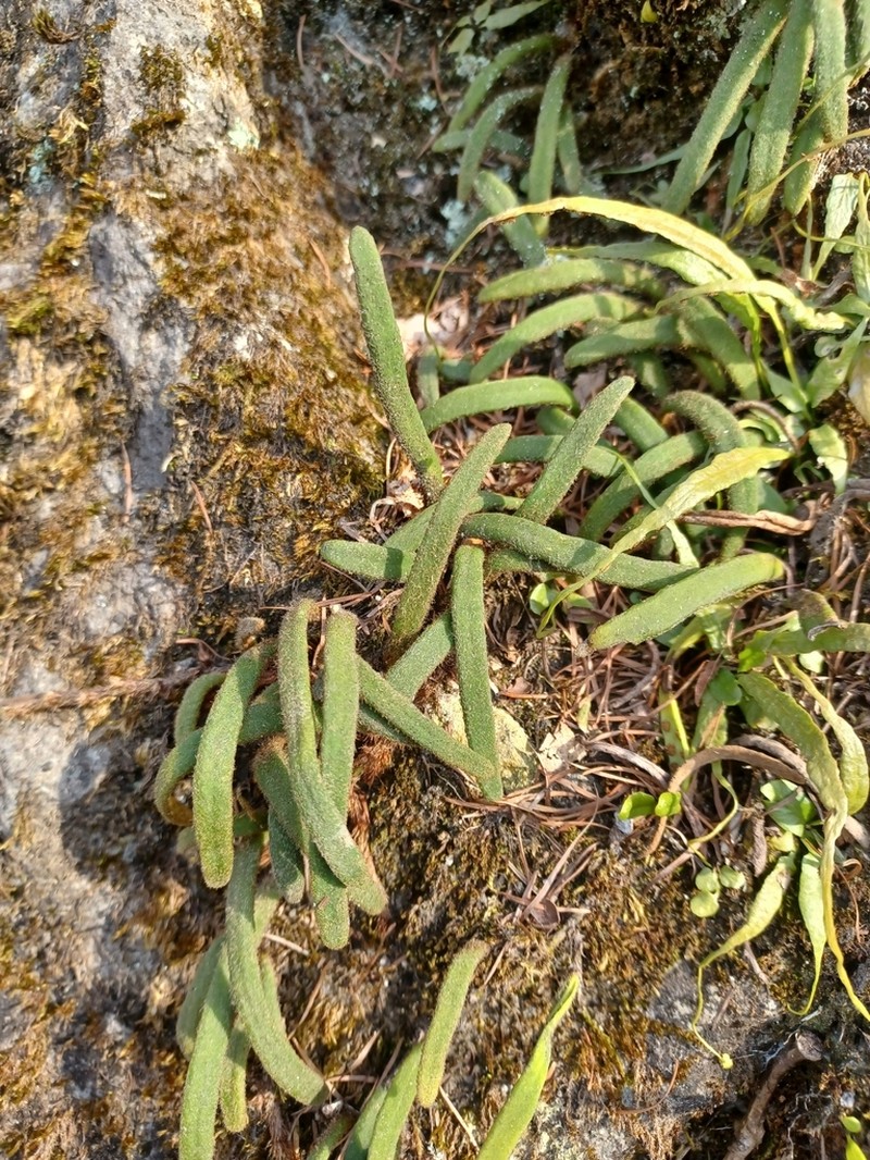 Pyrrosia linearifolia photo 4
