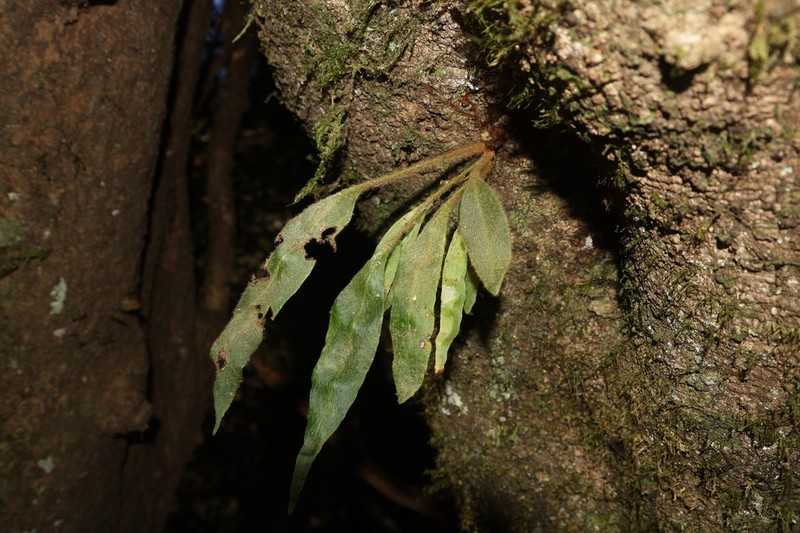 Pyrrosia linearifolia photo 5