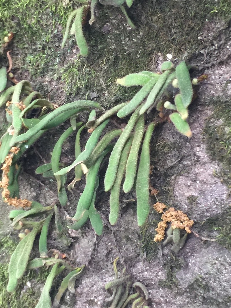Pyrrosia linearifolia photo 6