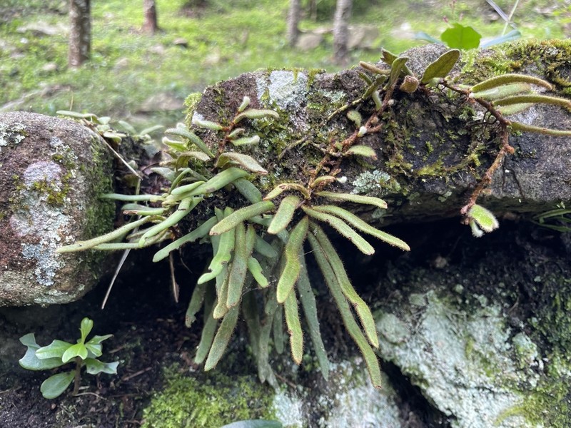 Pyrrosia linearifolia photo 7