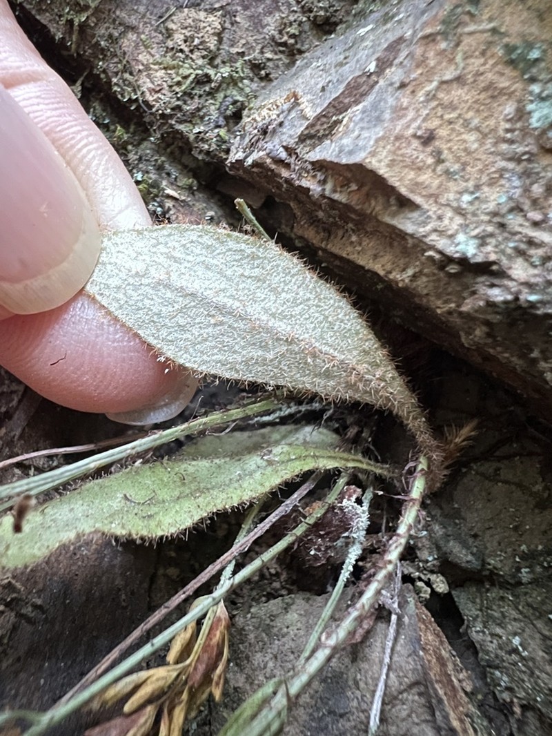 Pyrrosia linearifolia photo 8