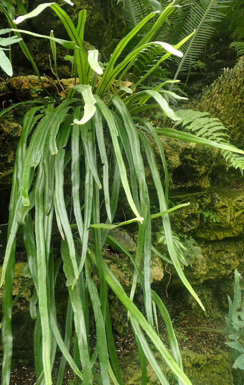 Pyrrosia longifolia