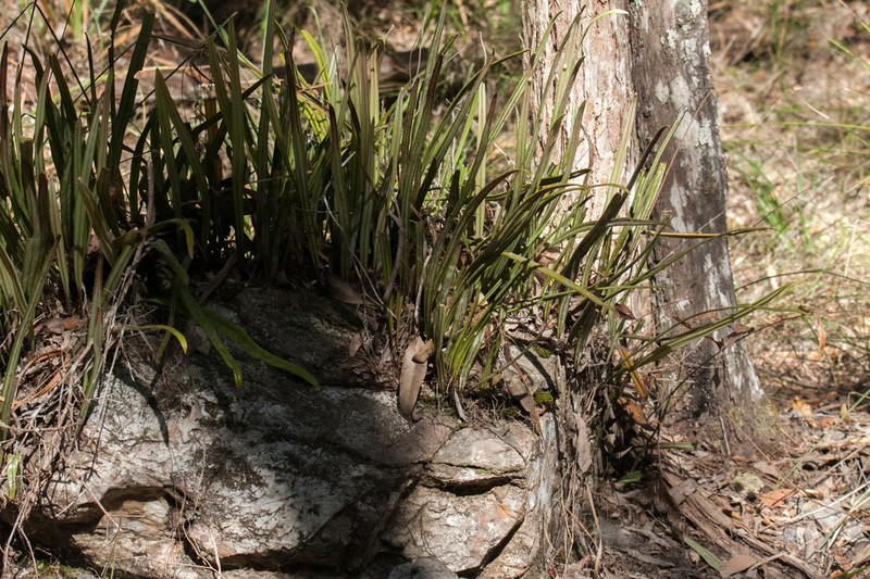 Pyrrosia longifolia photo 2