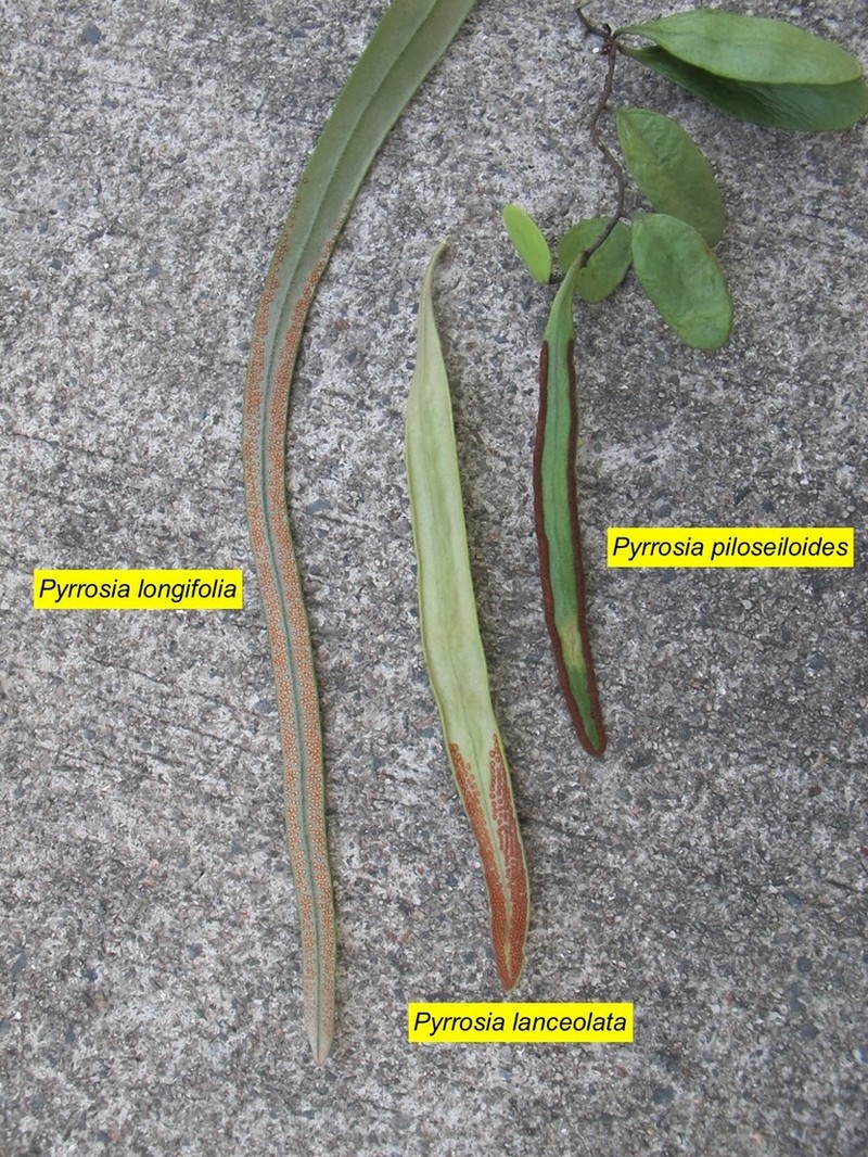 Pyrrosia longifolia photo 3