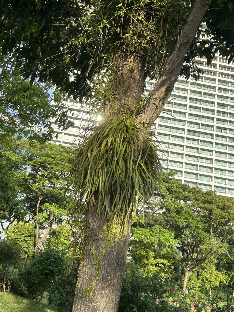 Pyrrosia longifolia photo 4