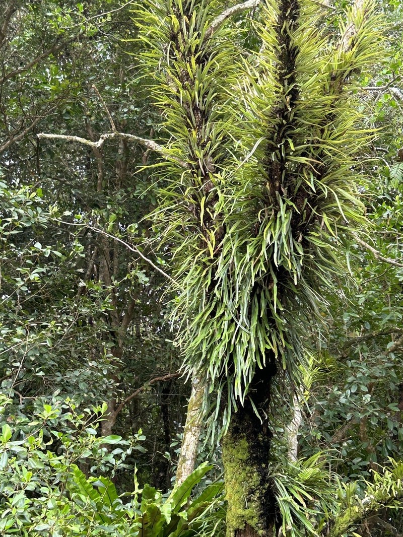 Pyrrosia longifolia photo 5