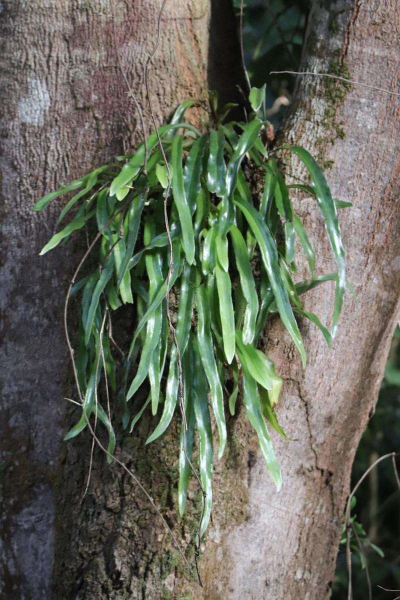 Pyrrosia longifolia photo 6