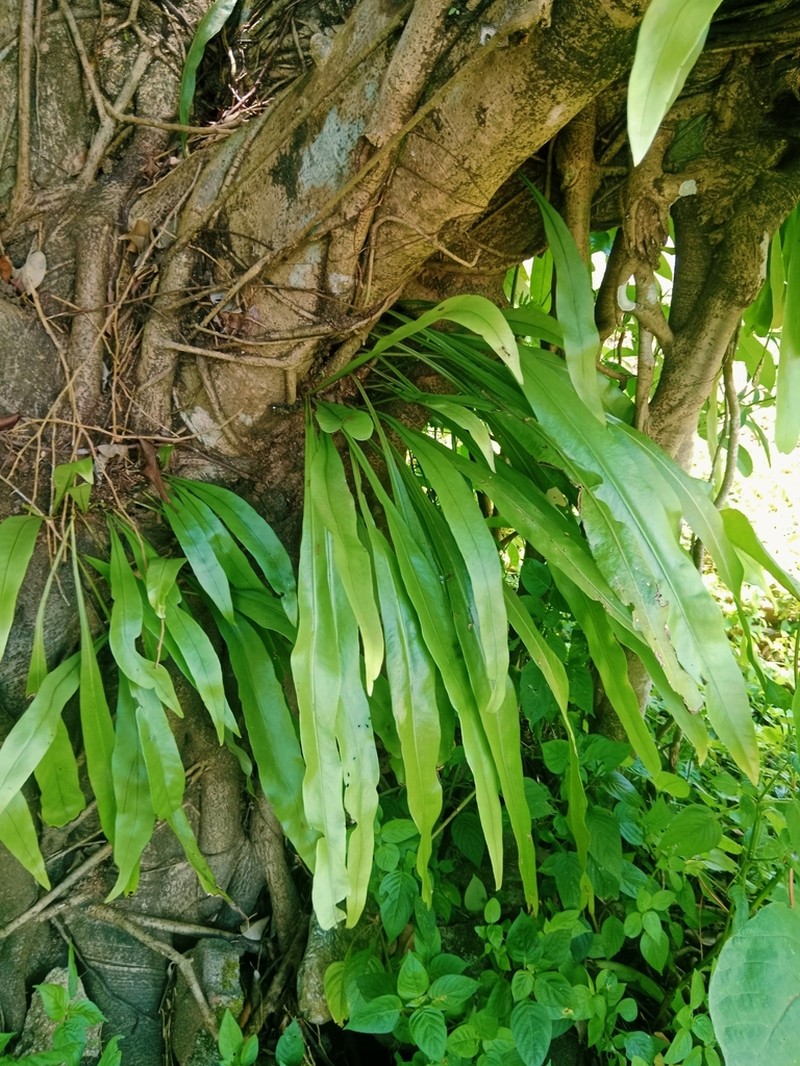 Pyrrosia longifolia photo 7
