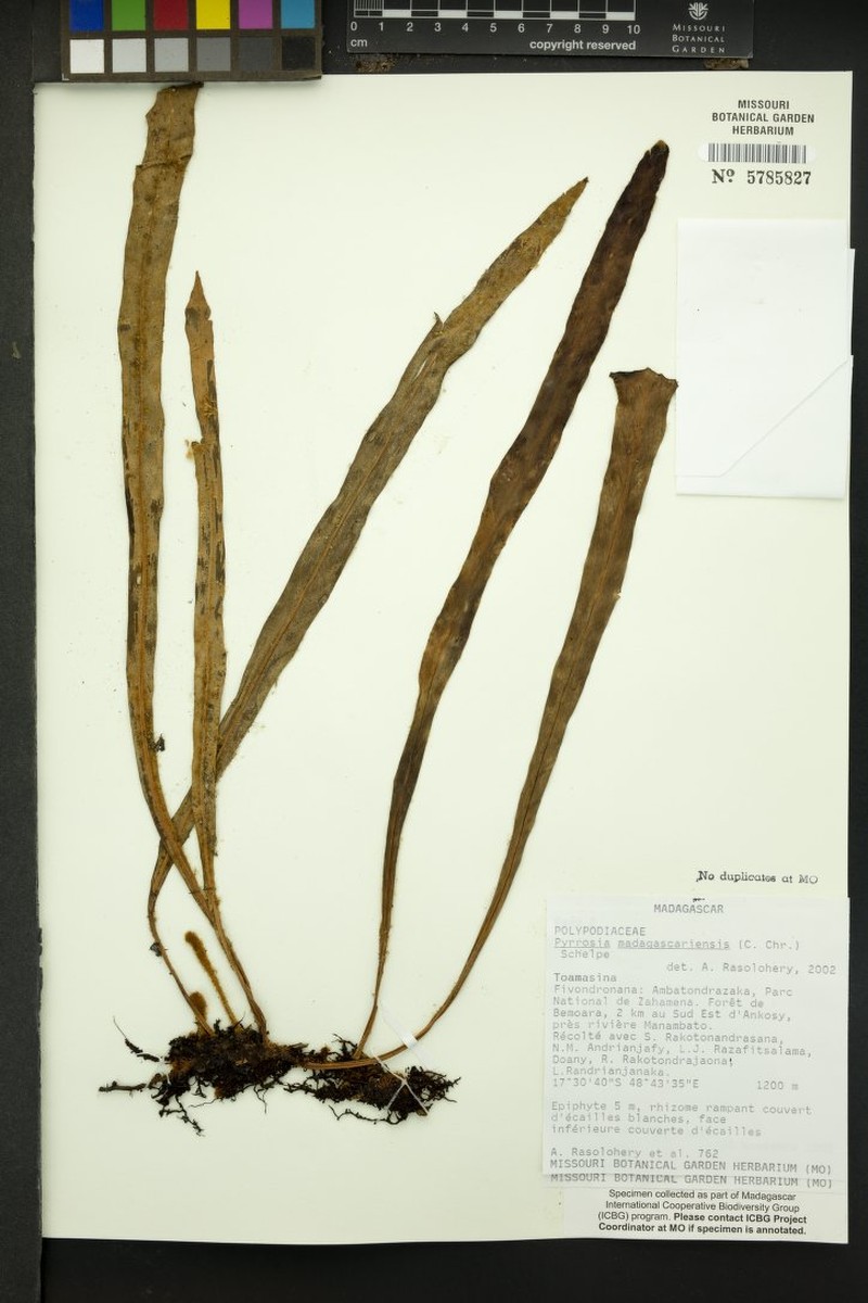 Pyrrosia madagascariensis photo 2