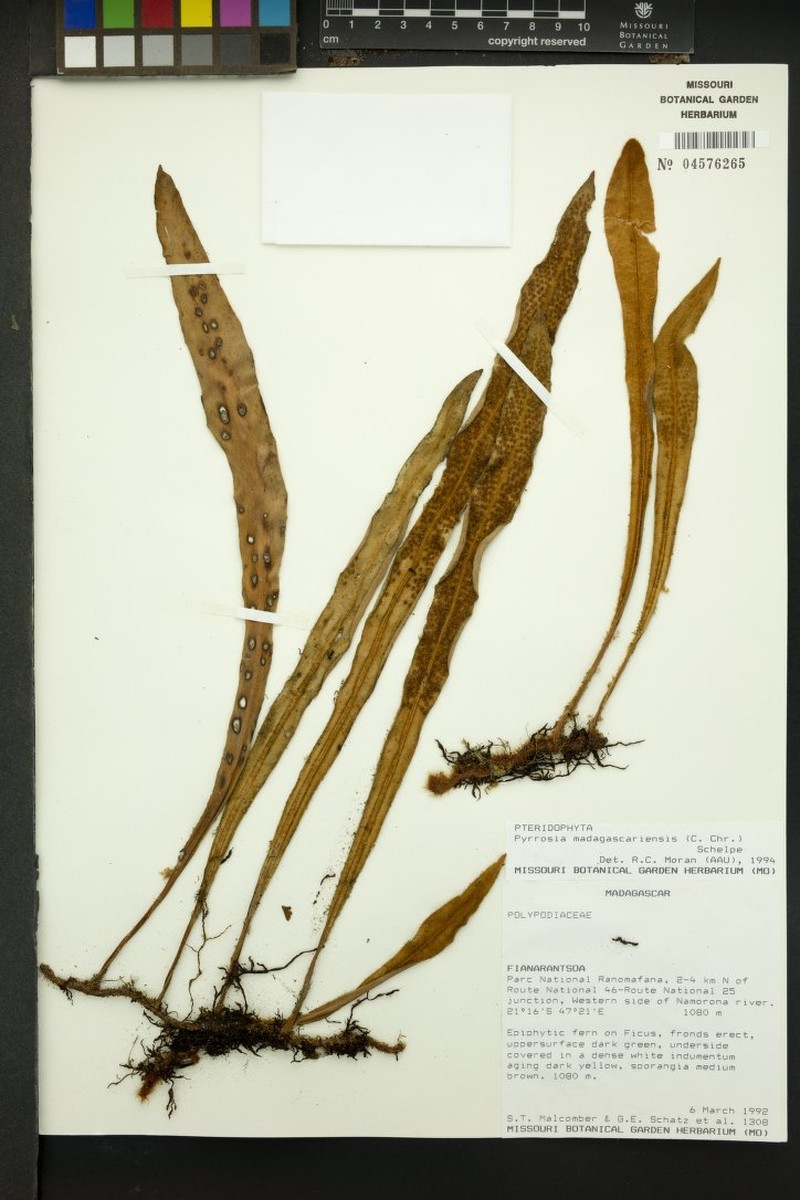 Pyrrosia madagascariensis photo 3