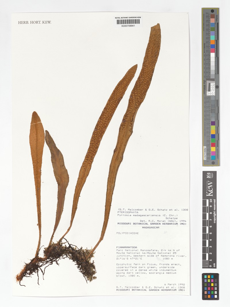 Pyrrosia madagascariensis photo 4