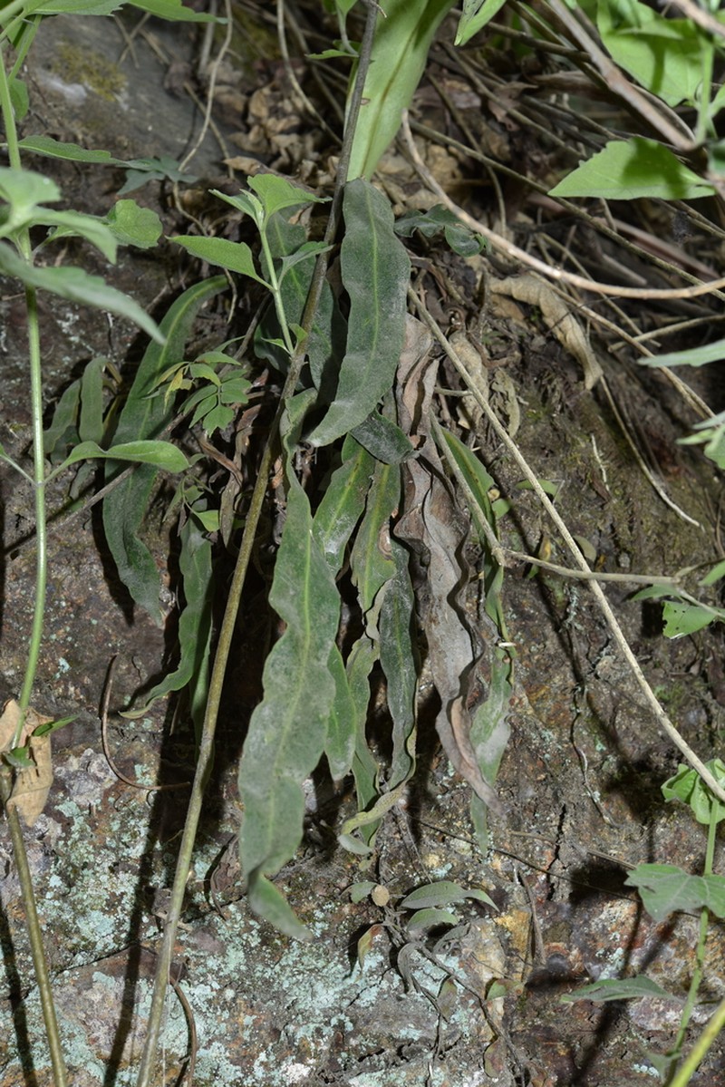 Pyrrosia mannii