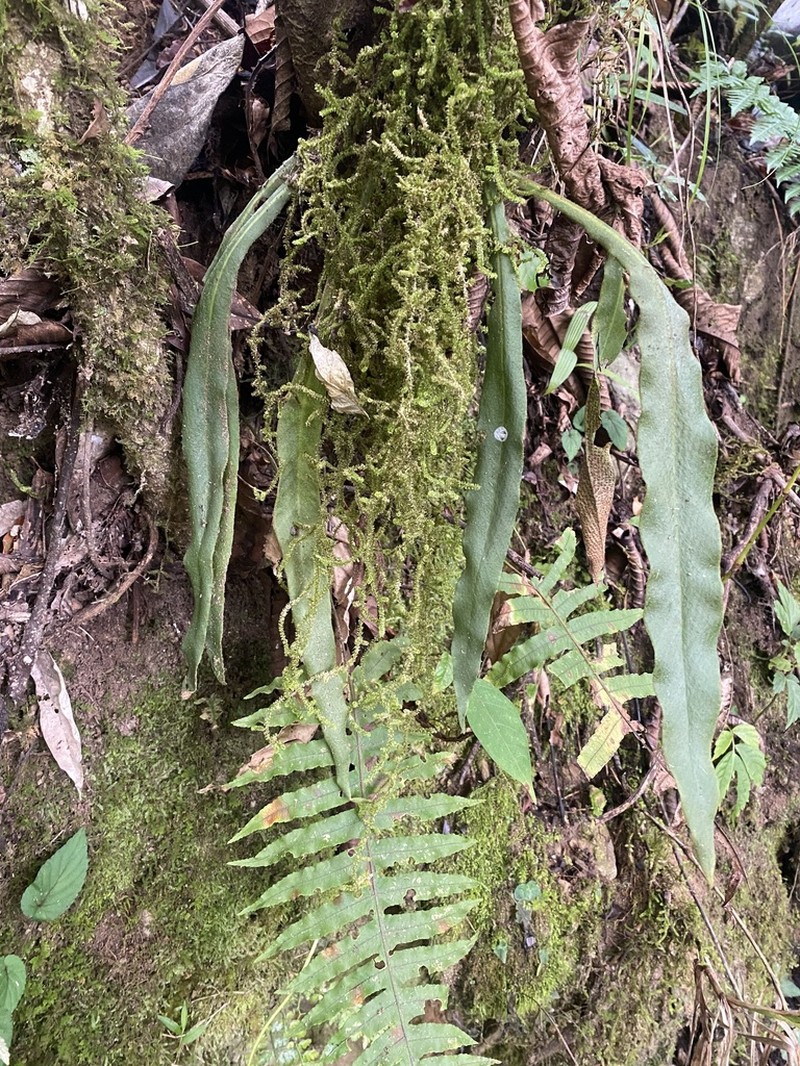 Pyrrosia mannii photo 2