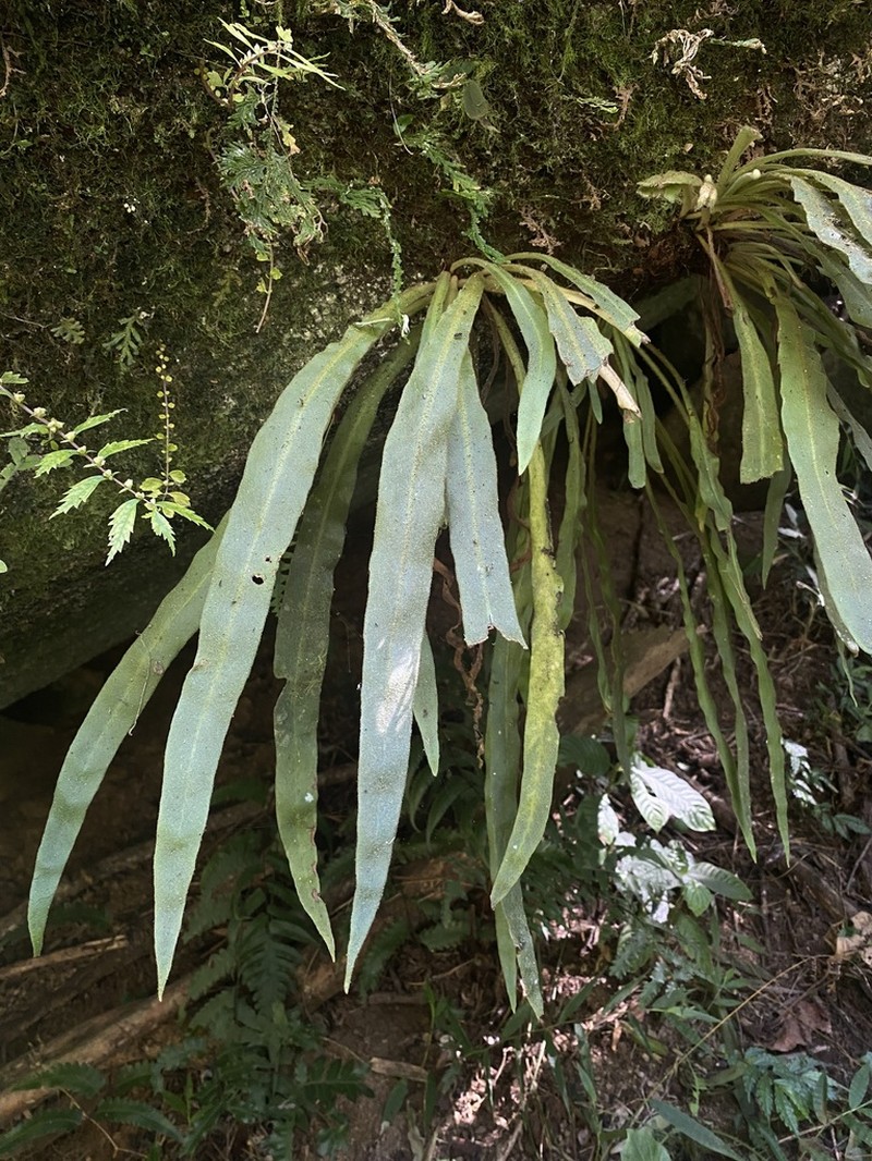Pyrrosia mannii photo 3