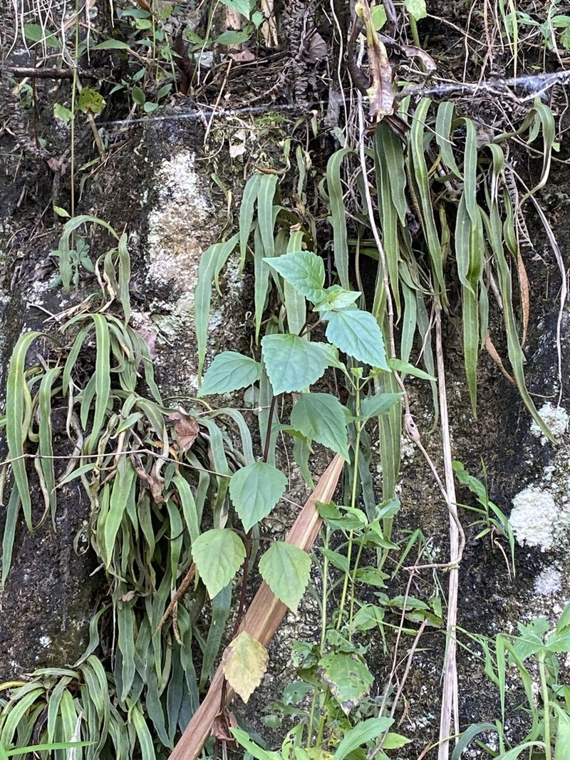 Pyrrosia mannii photo 4