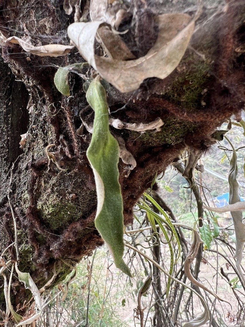 Pyrrosia mannii photo 5