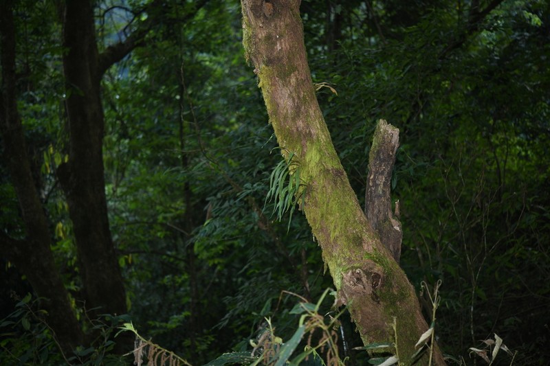 Pyrrosia mannii photo 6