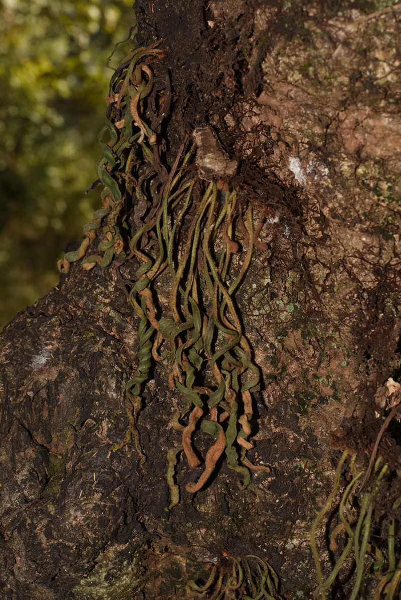 Pyrrosia mannii photo 7