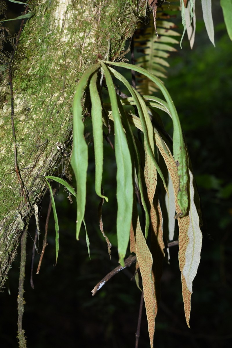 Pyrrosia mannii photo 8