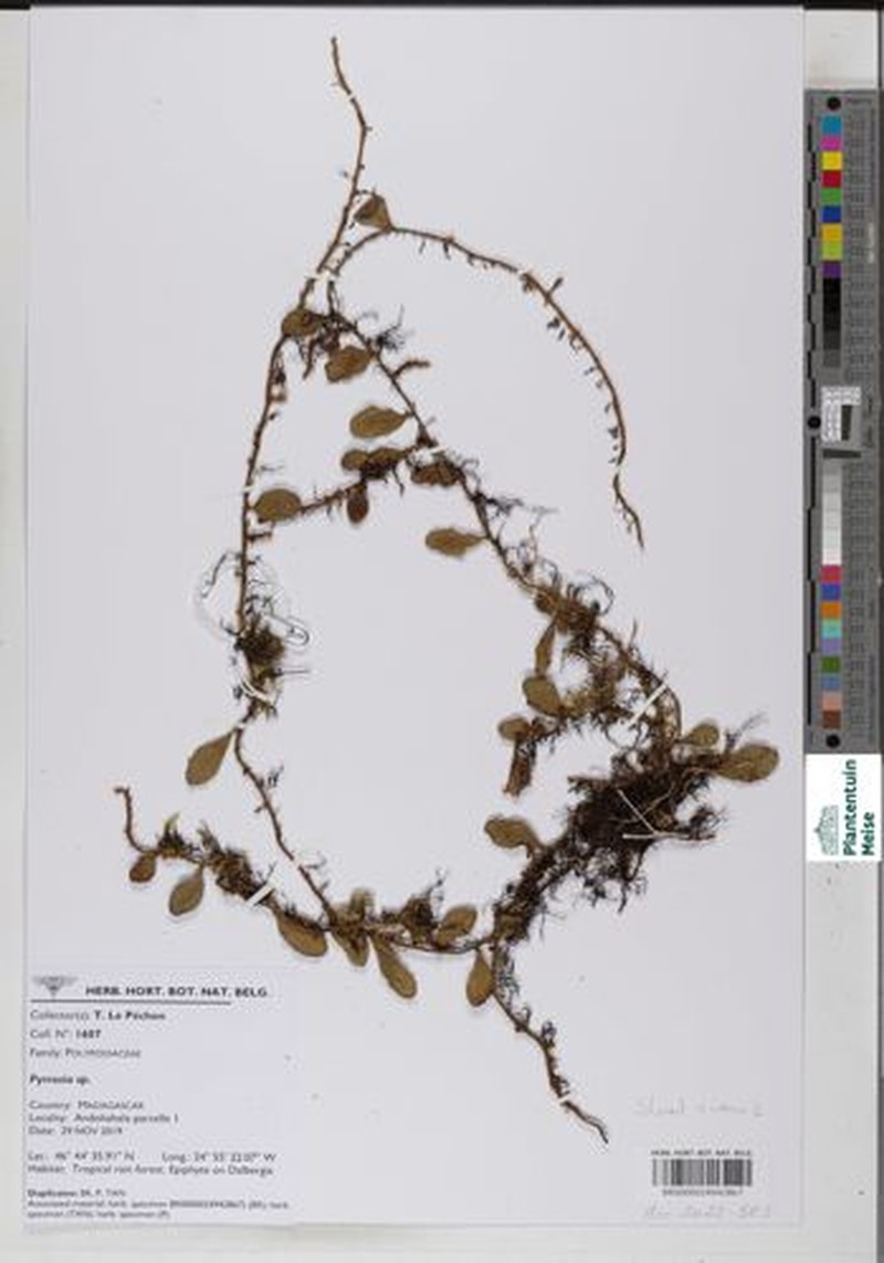 Pyrrosia niphoboloides