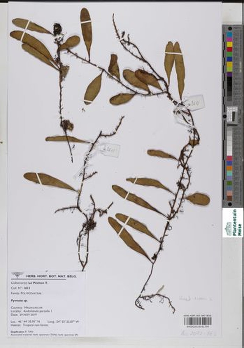 Pyrrosia niphoboloides photo 2