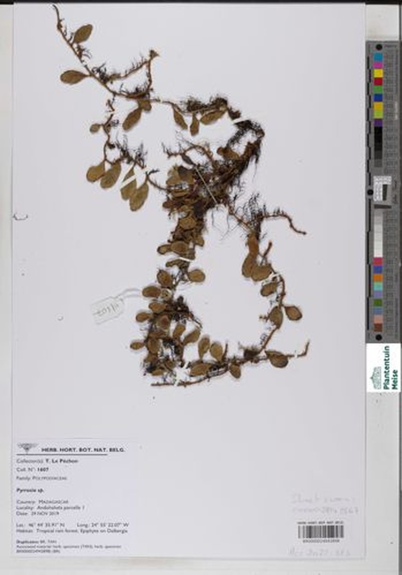 Pyrrosia niphoboloides photo 3