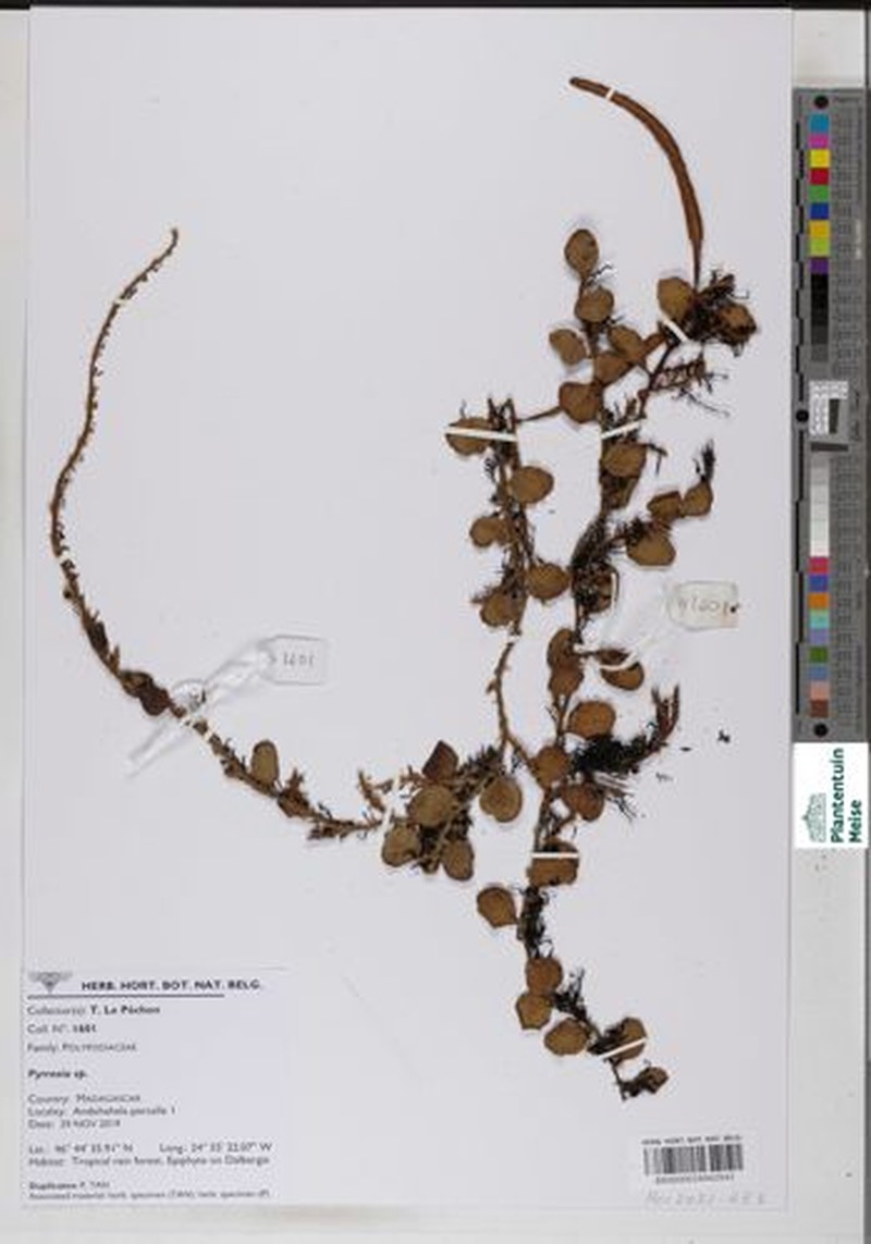 Pyrrosia niphoboloides photo 4