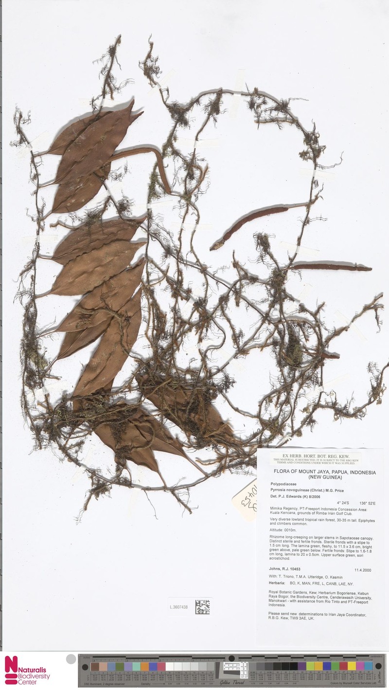 Pyrrosia novoguineae