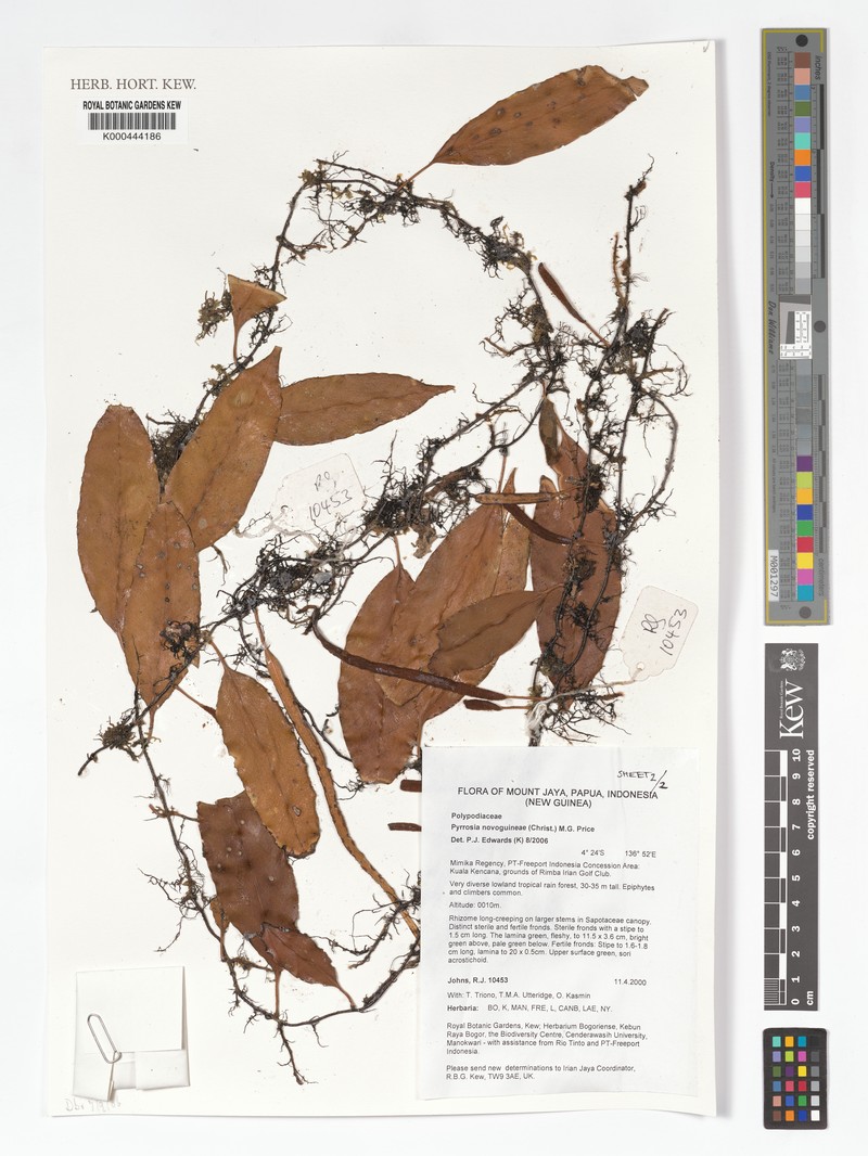 Pyrrosia novoguineae photo 2