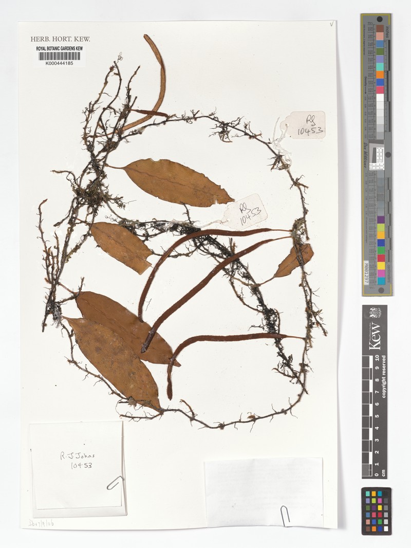Pyrrosia novoguineae photo 3