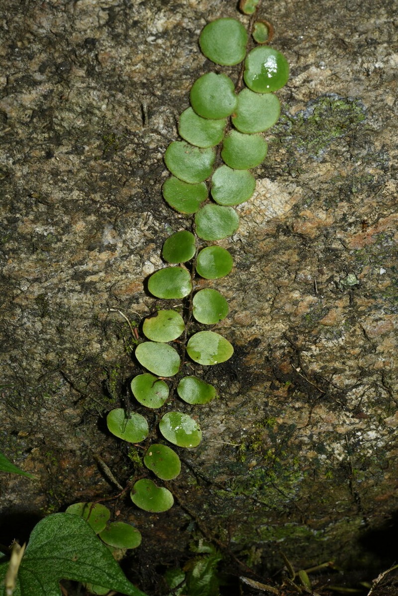 Pyrrosia nummulariifolia