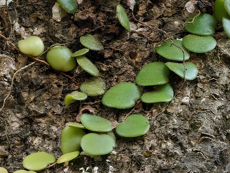 Pyrrosia nummulariifolia photo 2